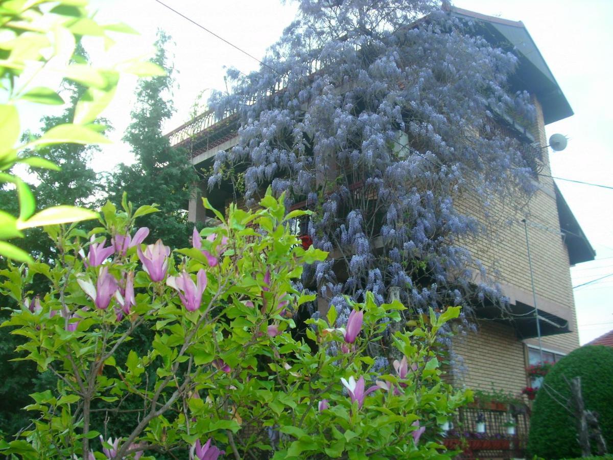 Apartman Wisteria ヴラニェ エクステリア 写真